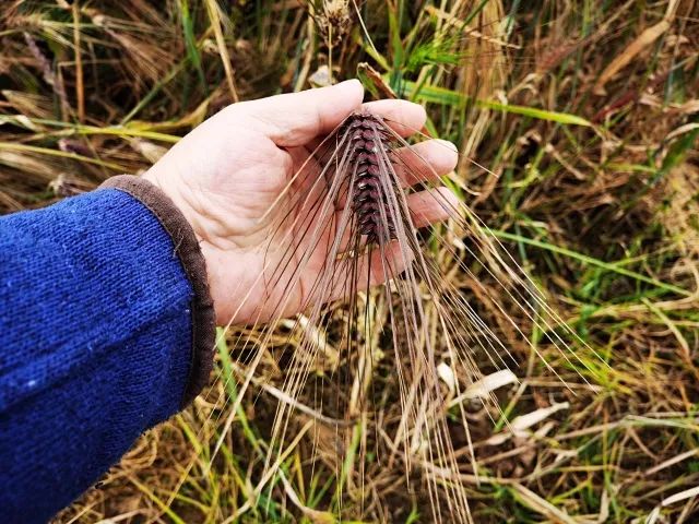 富硒石磨面粉怎样吃（富硒石磨小麦粉）-硒宝网