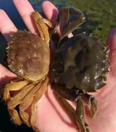 鸡蛋皮补钙效果好吗（效果鸡蛋皮补钙好吗）-硒宝网