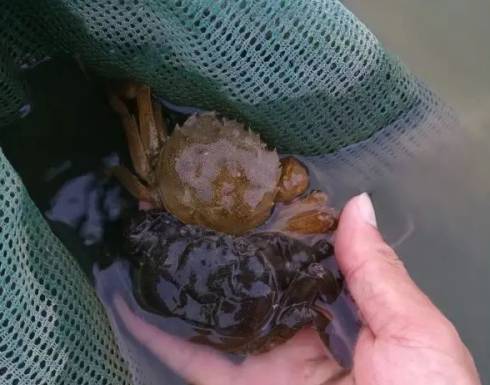 鸡蛋皮补钙效果好吗（效果鸡蛋皮补钙好吗）-硒宝网