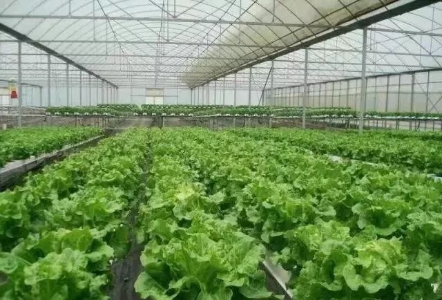 蔬菜富硒营养液配方（配方蔬菜液营养富硒蛋白）-硒宝网