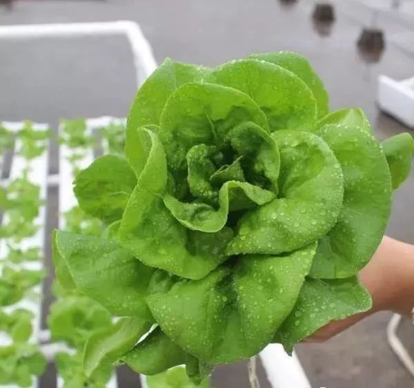 蔬菜富硒营养液配方（配方蔬菜液营养富硒蛋白）-硒宝网