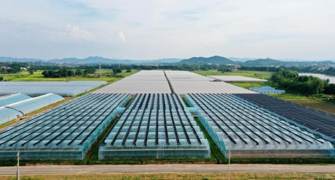 赣州富硒蔬菜的劣势（富硒农产品市场分析）-硒宝网