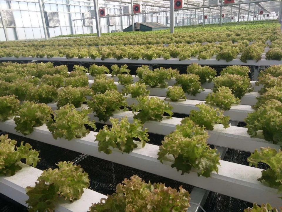 蔬菜富硒营养液配方（蔬菜营养液对人体有害吗）-硒宝网