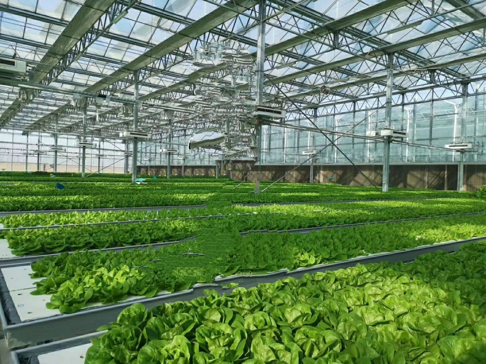 蔬菜富硒营养液配方（蔬菜营养液对人体有害吗）-硒宝网