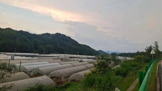 富硒蔬菜什么品种好（富硒蔬菜价格比普通蔬菜）-硒宝网