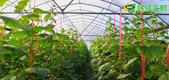 富硒蔬菜什么品种好（富硒蔬菜价格比普通蔬菜）-硒宝网