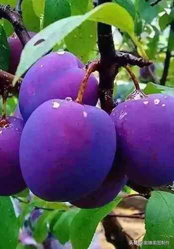 富硒水果蔬菜怎么种(富硒类蔬菜水果)-硒宝网