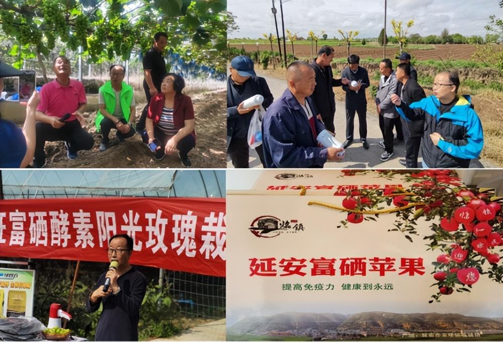 富硒蔬菜酵素有哪些（蔬菜酵素富硒有哪些）-硒宝网