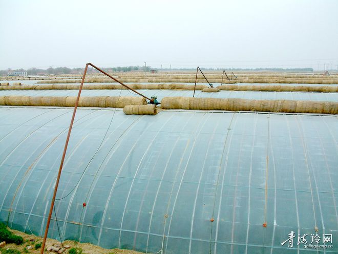 富硒黑土壤种植蔬菜(富硒蔬菜种植技术)-硒宝网