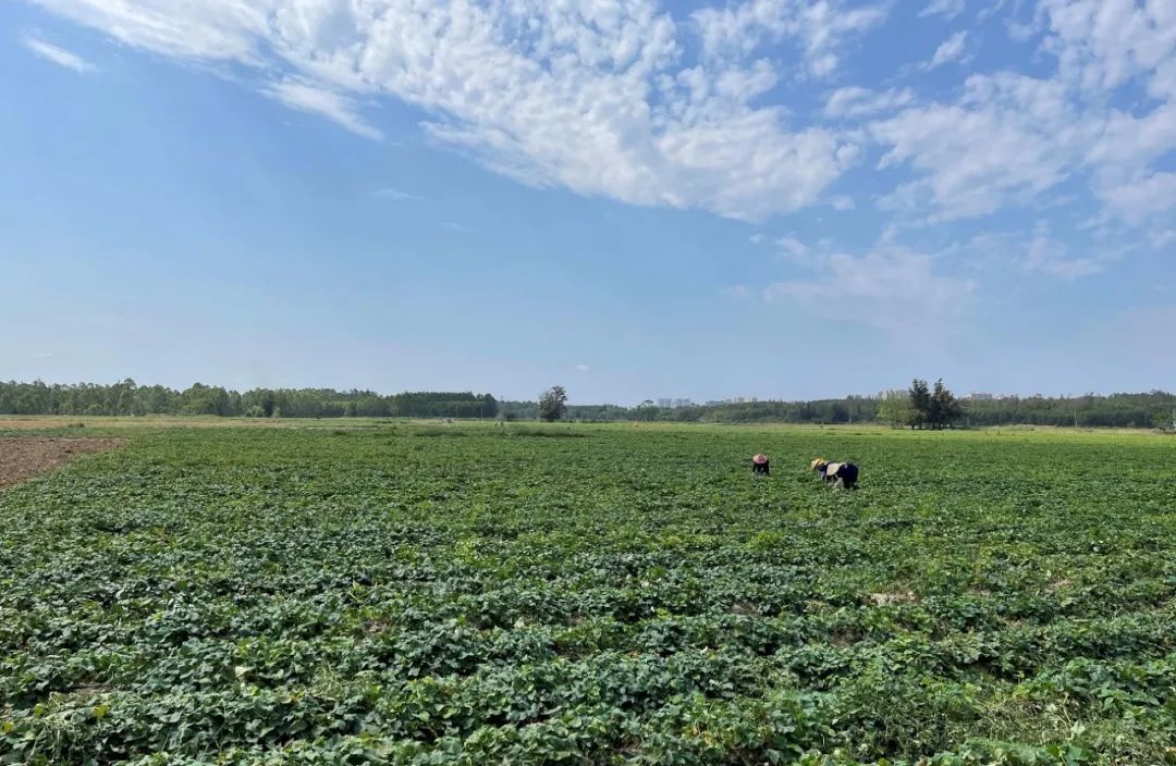 富硒黑土壤种植蔬菜(富硒蔬菜种植技术)-硒宝网