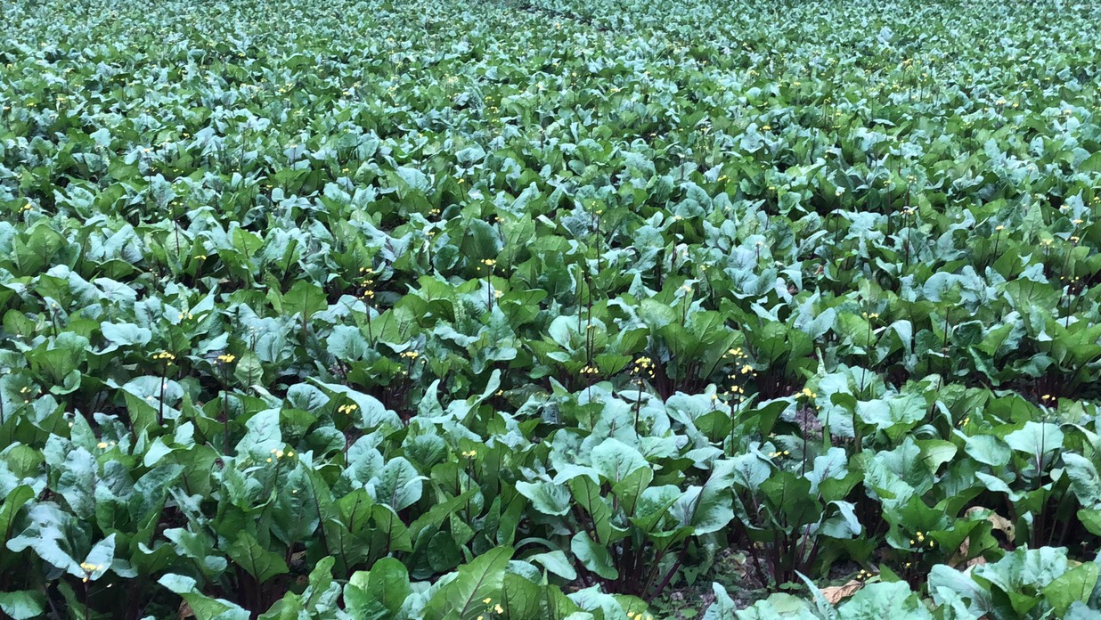 富硒黑土壤种植蔬菜(富硒蔬菜种植技术)-硒宝网