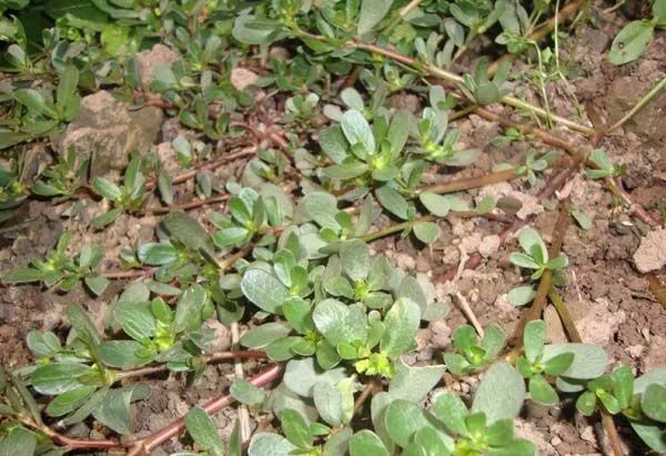 富硒蔬菜的种植方法(怎么种植富硒蔬菜)-硒宝网