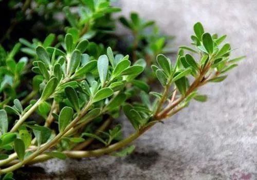 富硒蔬菜的种植方法(怎么种植富硒蔬菜)-硒宝网