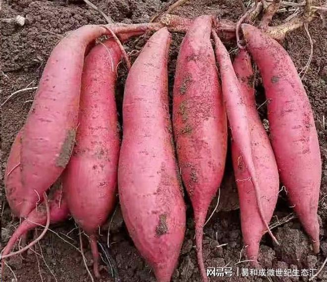 富硒蔬菜的种植技术(蔬菜种植富硒技术有哪些)-硒宝网