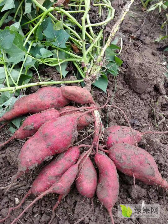 富硒蔬菜的种植技术(蔬菜种植富硒技术有哪些)-硒宝网