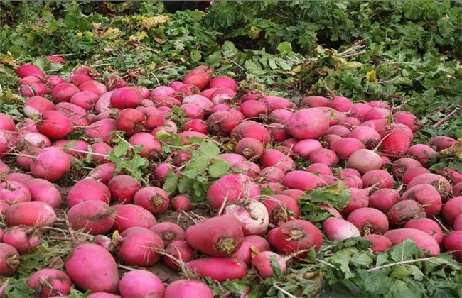 富硒蔬菜的种植技术(蔬菜种植富硒技术有哪些)-硒宝网