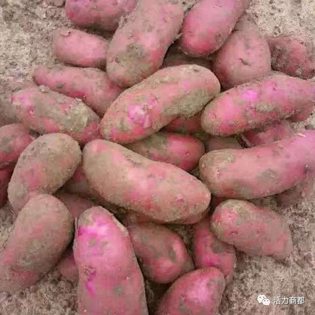 富硒蔬菜的种植技术(蔬菜种植富硒技术有哪些)-硒宝网