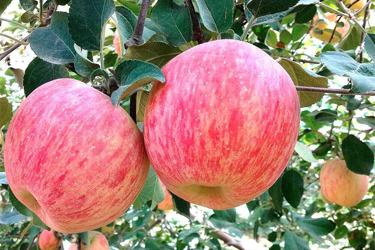 苹果中含有增强记忆力的微量元素（增强记忆力的微量元素苹果）-硒宝网