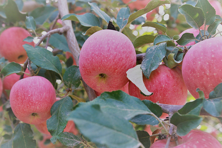 苹果中含有增强记忆力的微量元素（增强记忆力的微量元素苹果）-硒宝网
