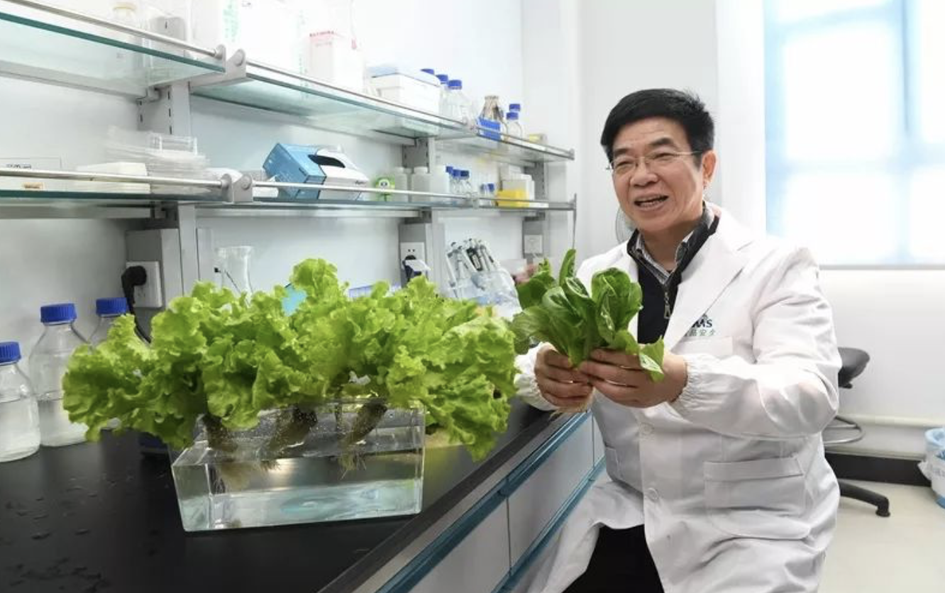 富硒水培蔬菜的营养（什么是富养水培蔬菜）-硒宝网