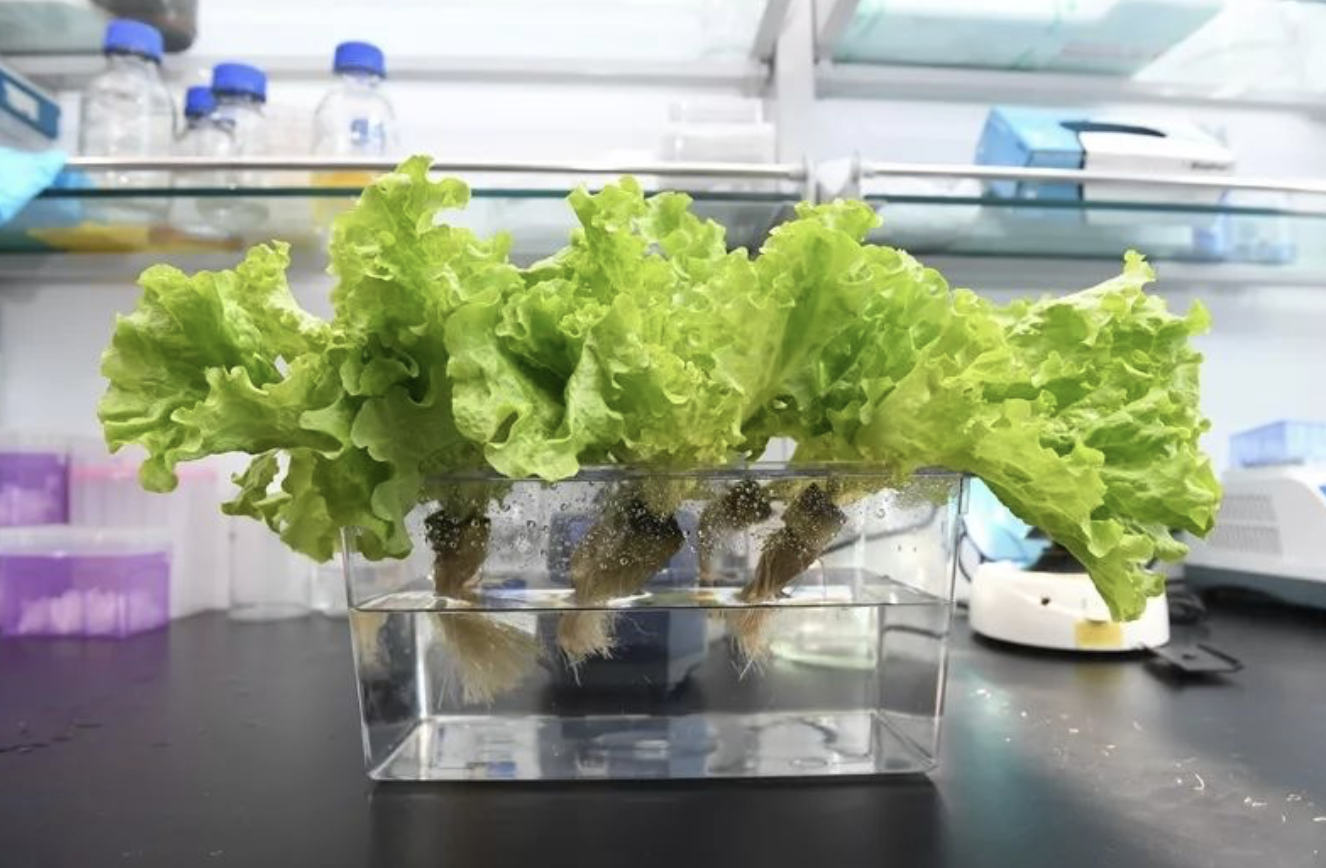 富硒水培蔬菜的营养（什么是富养水培蔬菜）-硒宝网