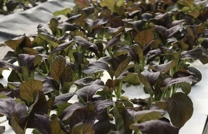 富硒水培蔬菜的营养（什么是富养水培蔬菜）-硒宝网