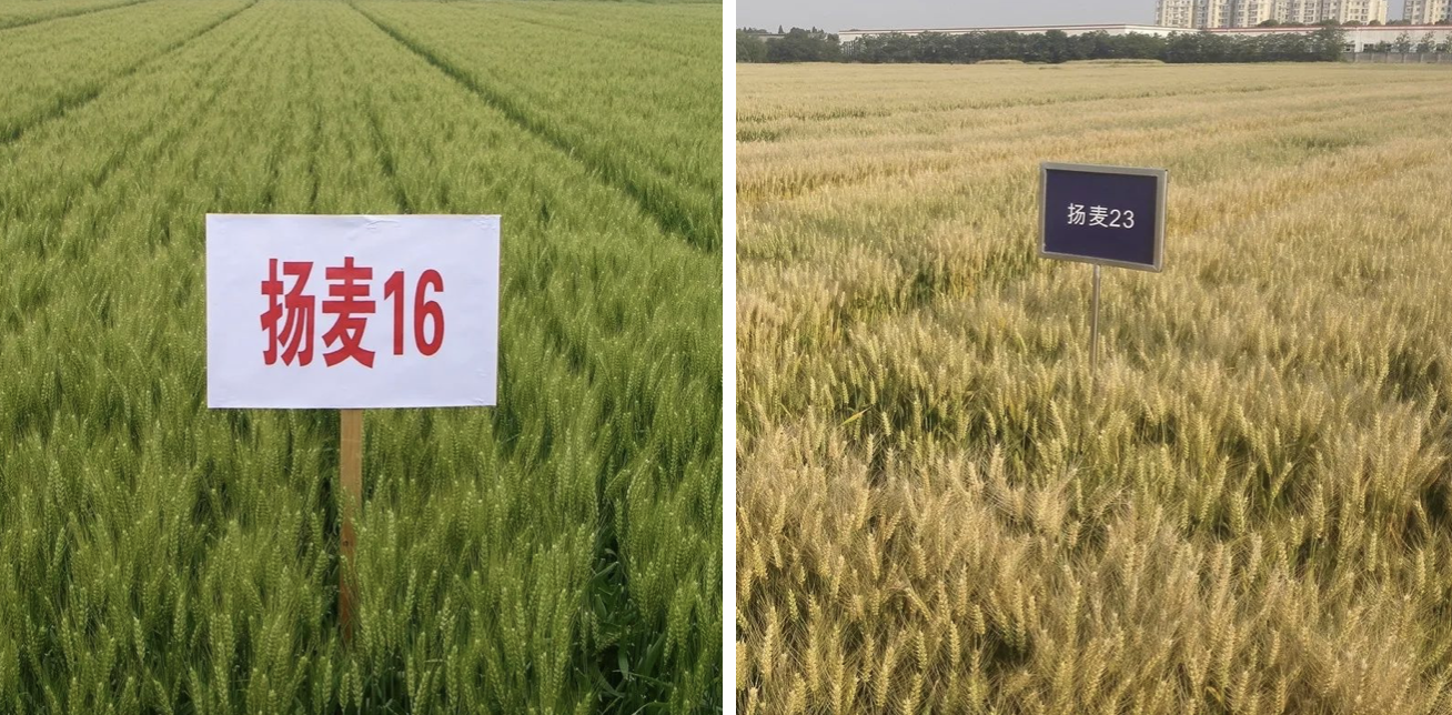 富硒水培蔬菜的营养（什么是富养水培蔬菜）-硒宝网