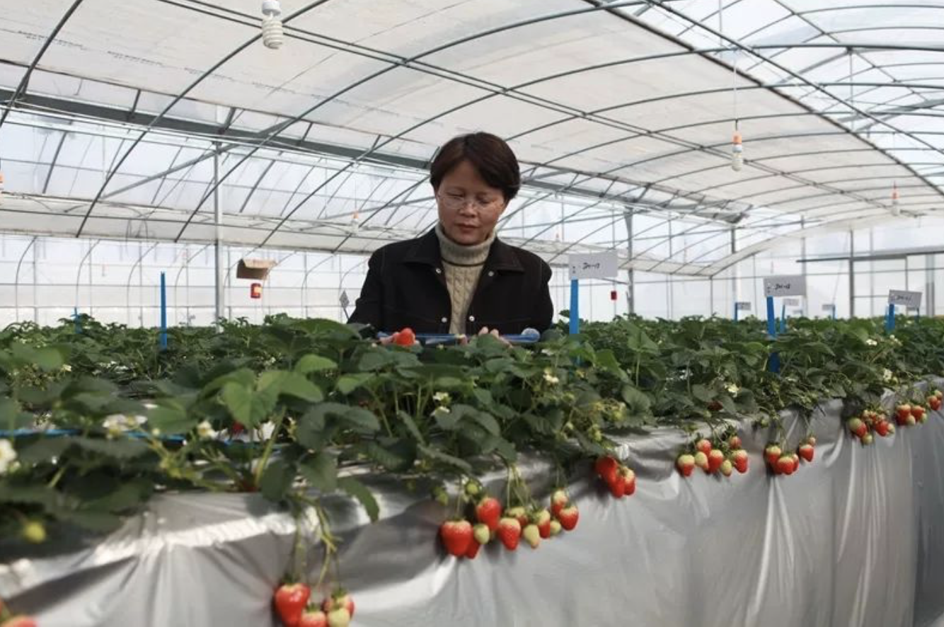 富硒水培蔬菜的营养（什么是富养水培蔬菜）-硒宝网