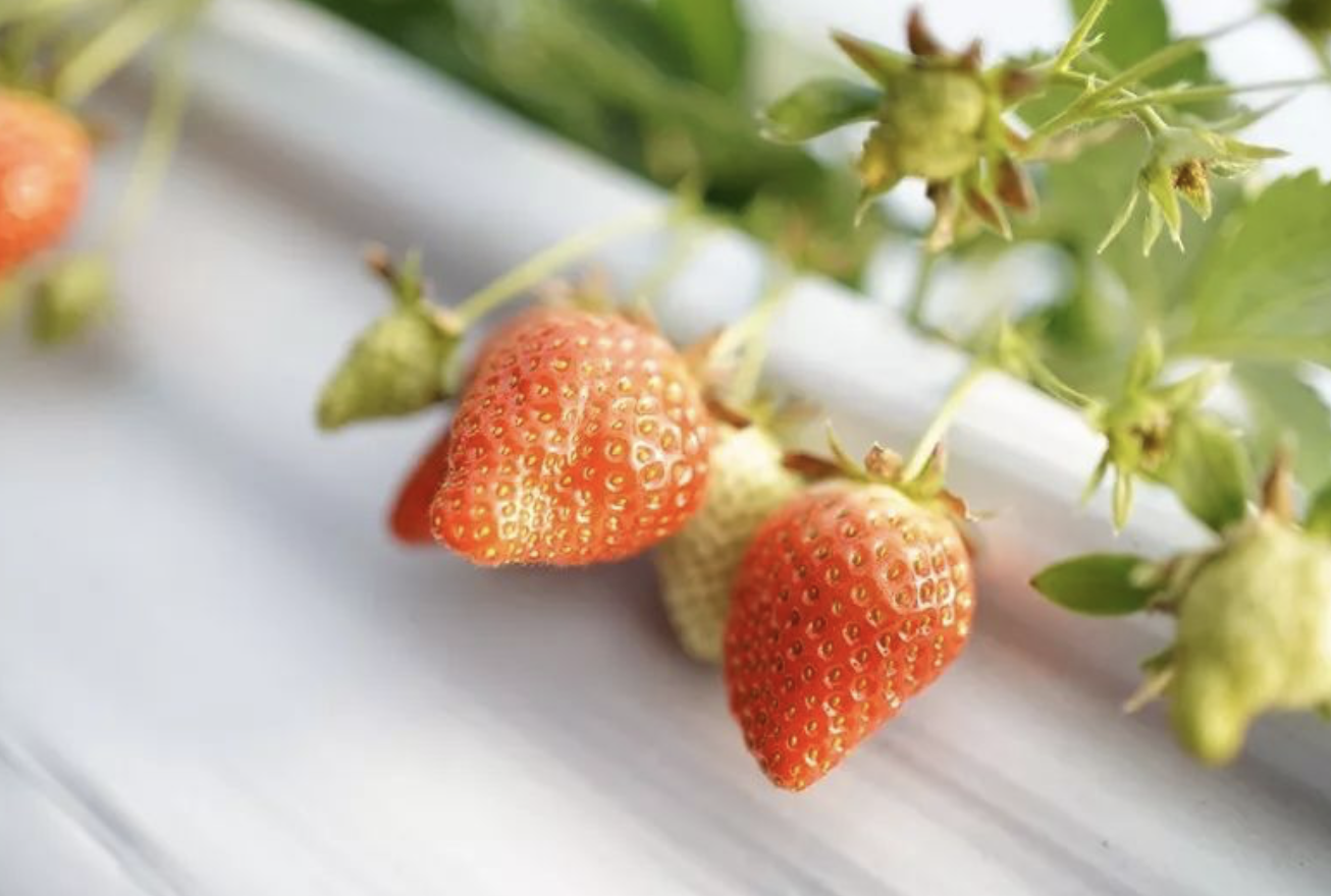 富硒水培蔬菜的营养（什么是富养水培蔬菜）-硒宝网