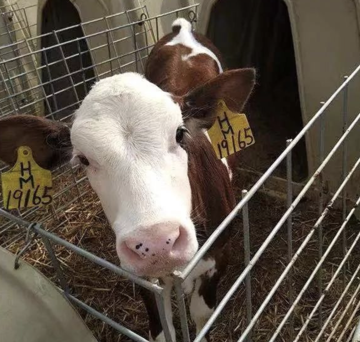 富硒水培蔬菜的营养（什么是富养水培蔬菜）-硒宝网