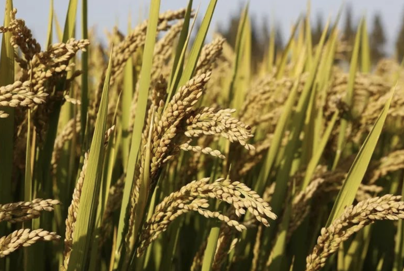 富硒水培蔬菜的营养（什么是富养水培蔬菜）-硒宝网