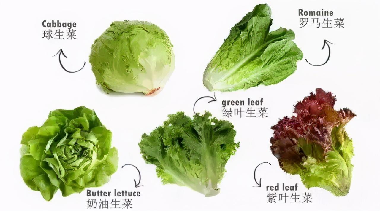 富硒水培蔬菜的营养(富硒蔬菜的种植方法)-硒宝网