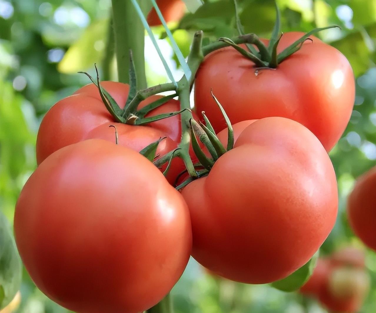 什么蔬菜补铁(蔬菜补铁排行)-硒宝网