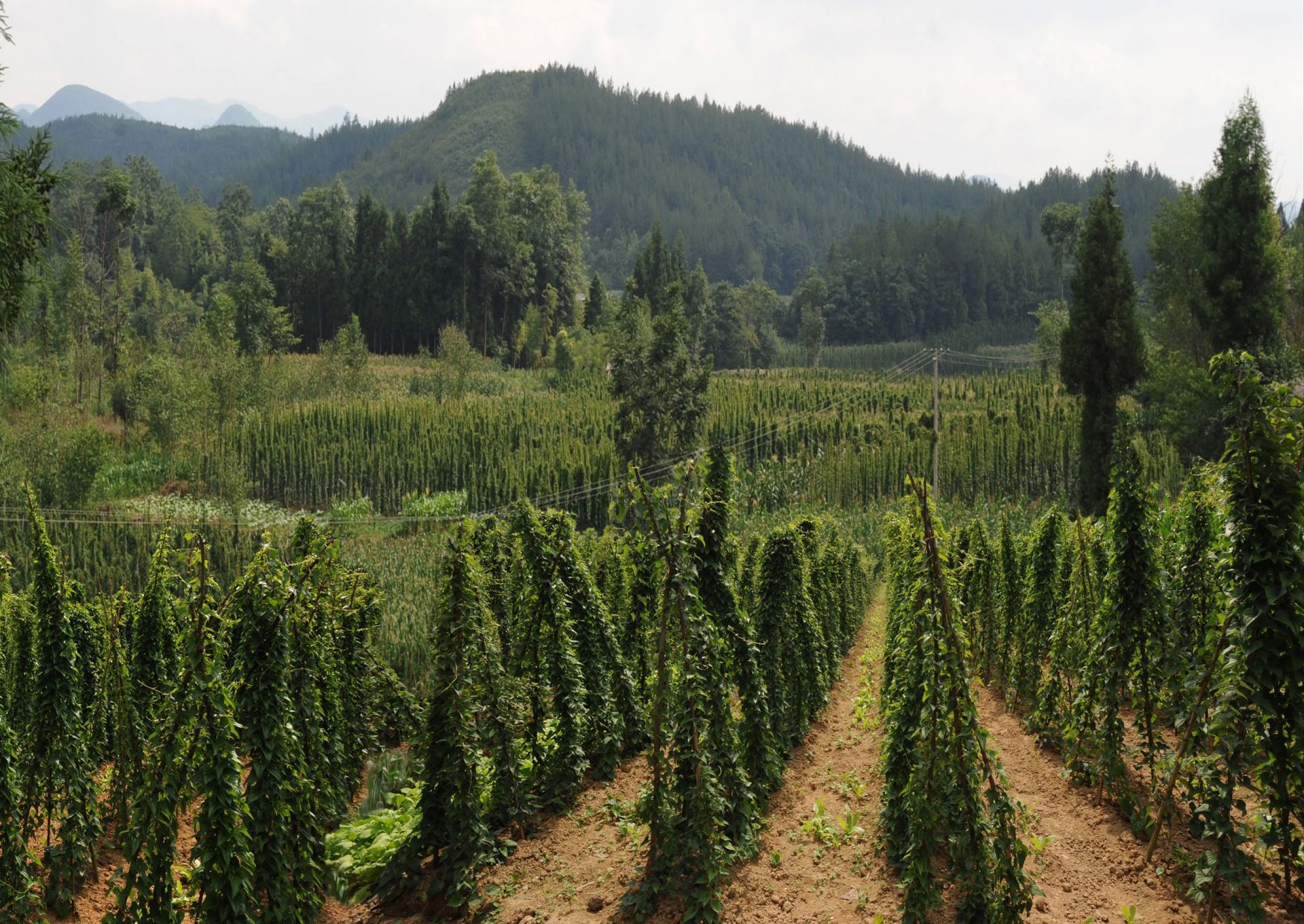 农村种植高富硒蔬菜(富硒蔬菜价格比普通蔬菜)-硒宝网