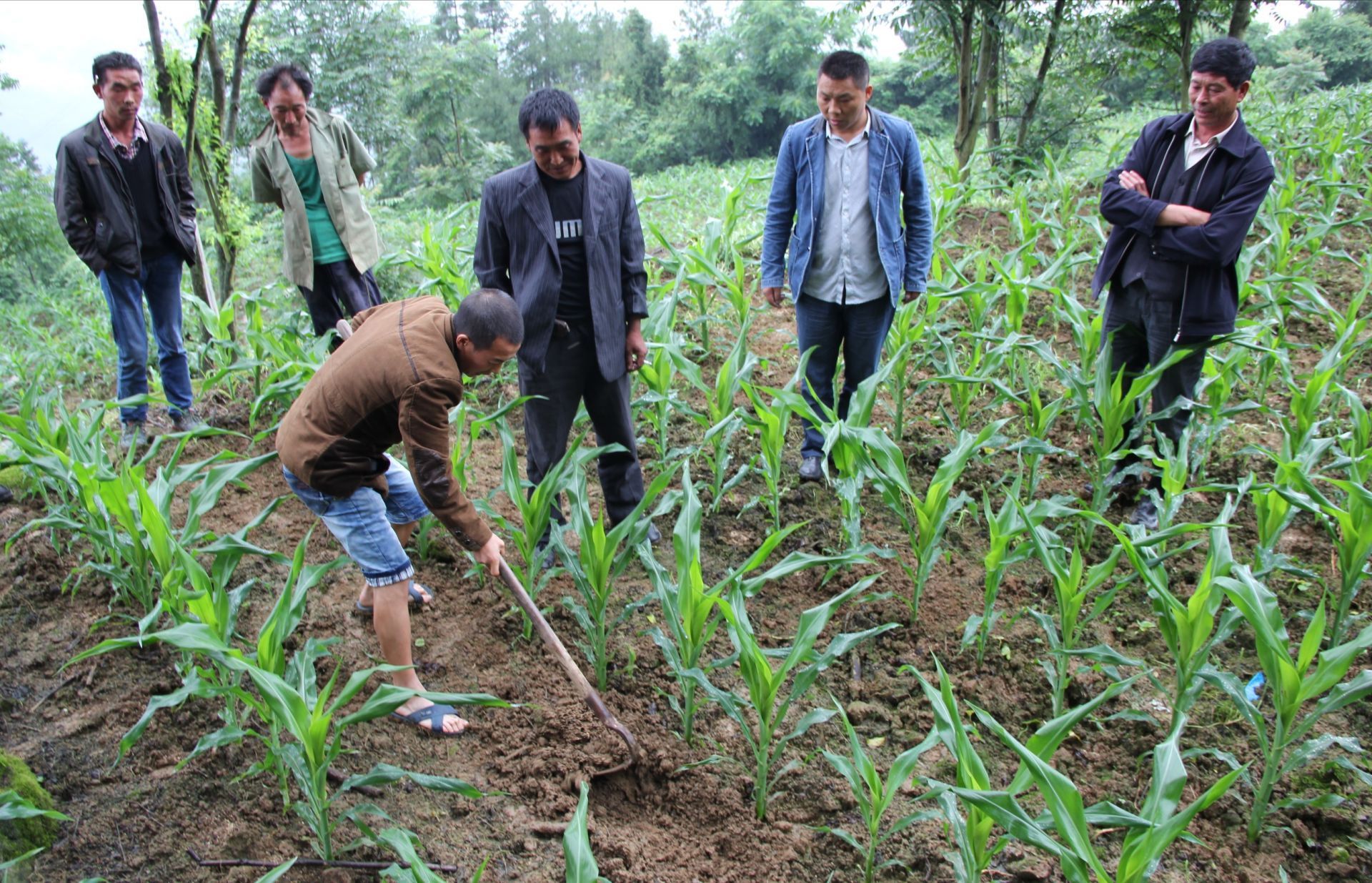 农村种植高富硒蔬菜(富硒蔬菜价格比普通蔬菜)-硒宝网