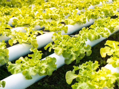 富硒蔬菜的水培技术(什么是富养水培蔬菜)-硒宝网