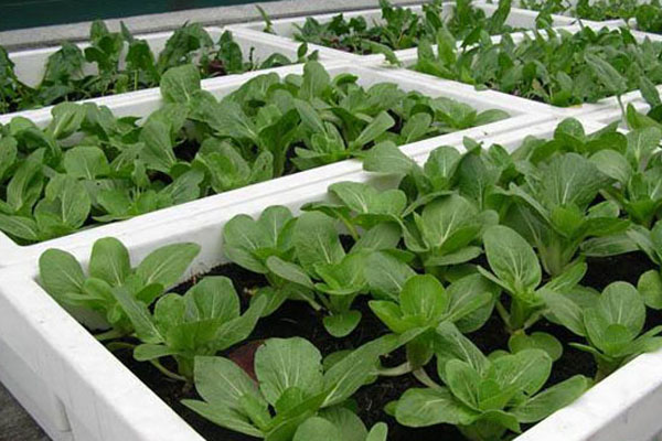 农村种植高富硒蔬菜（富硒蔬菜的种植方法）-硒宝网