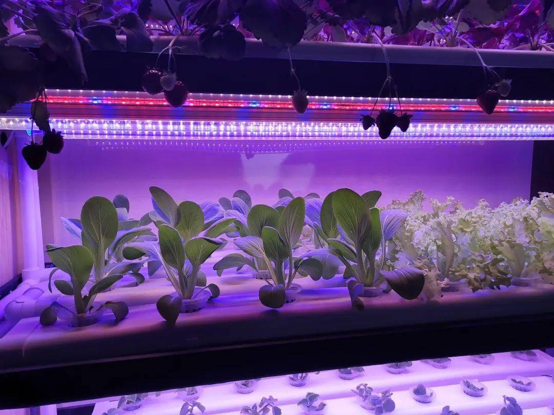 富硒蔬菜怎样种植的(蔬菜种植富硒的好处)-硒宝网