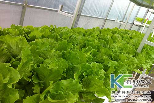 富硒蔬菜的水培技术（蔬菜水培富硒技术有哪些）-硒宝网