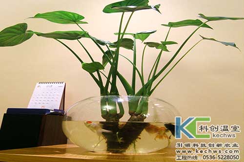 富硒蔬菜的水培技术（蔬菜水培富硒技术有哪些）-硒宝网