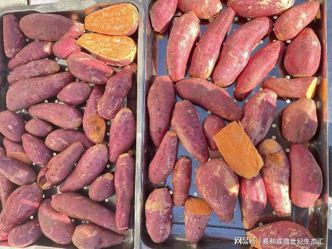 富硒蔬菜供应链模式(中国富硒蔬菜杂交)-硒宝网