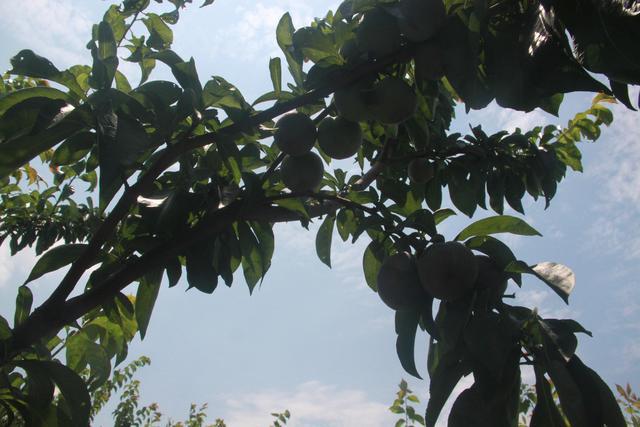 富硒蔬菜基地在哪里(富硒农场产品)-硒宝网