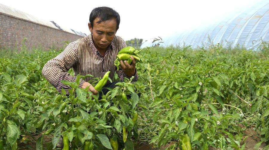 农业部富硒蔬菜标准（农产品富硒标准）-硒宝网