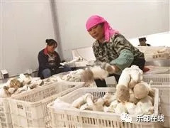 富硒蔬菜产业园股票(蔬菜农业股票)-硒宝网