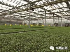 富硒蔬菜产业园股票(蔬菜农业股票)-硒宝网