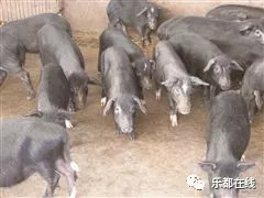 富硒蔬菜产业园股票(蔬菜农业股票)-硒宝网