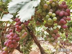 富硒蔬菜产业园股票(蔬菜农业股票)-硒宝网