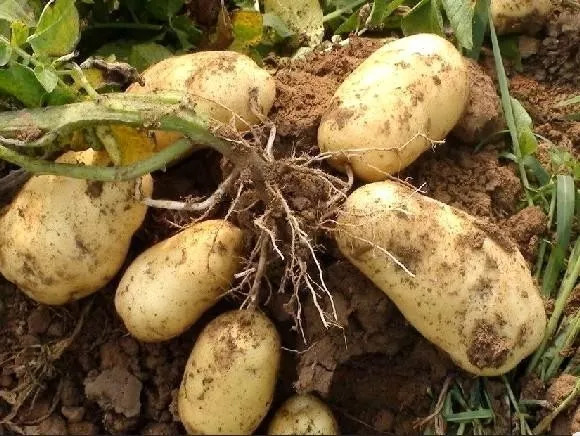 富硒蔬菜产业园股票(蔬菜农业股票)-硒宝网