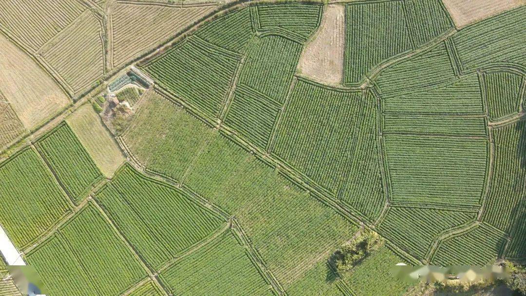 富硒蔬菜基地有哪些(万亩富硒蔬菜基地)-硒宝网