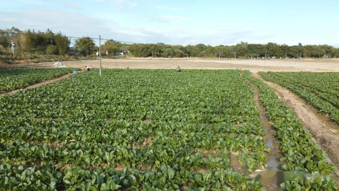 富硒蔬菜基地有哪些(万亩富硒蔬菜基地)-硒宝网